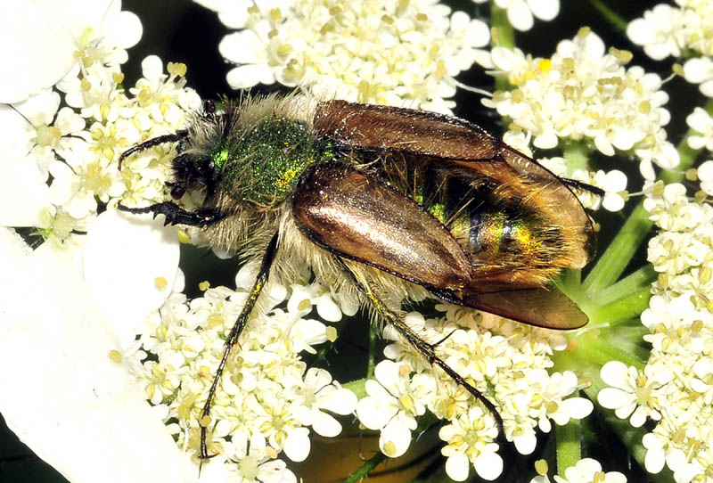 Eulasia pareyssei (Glaphyridae)  dalla Grecia